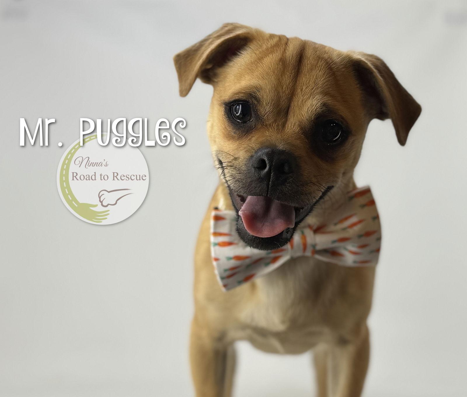 Enlarge Mr. Puggles, a Adoptable Pug in Benton, LA image 2/2