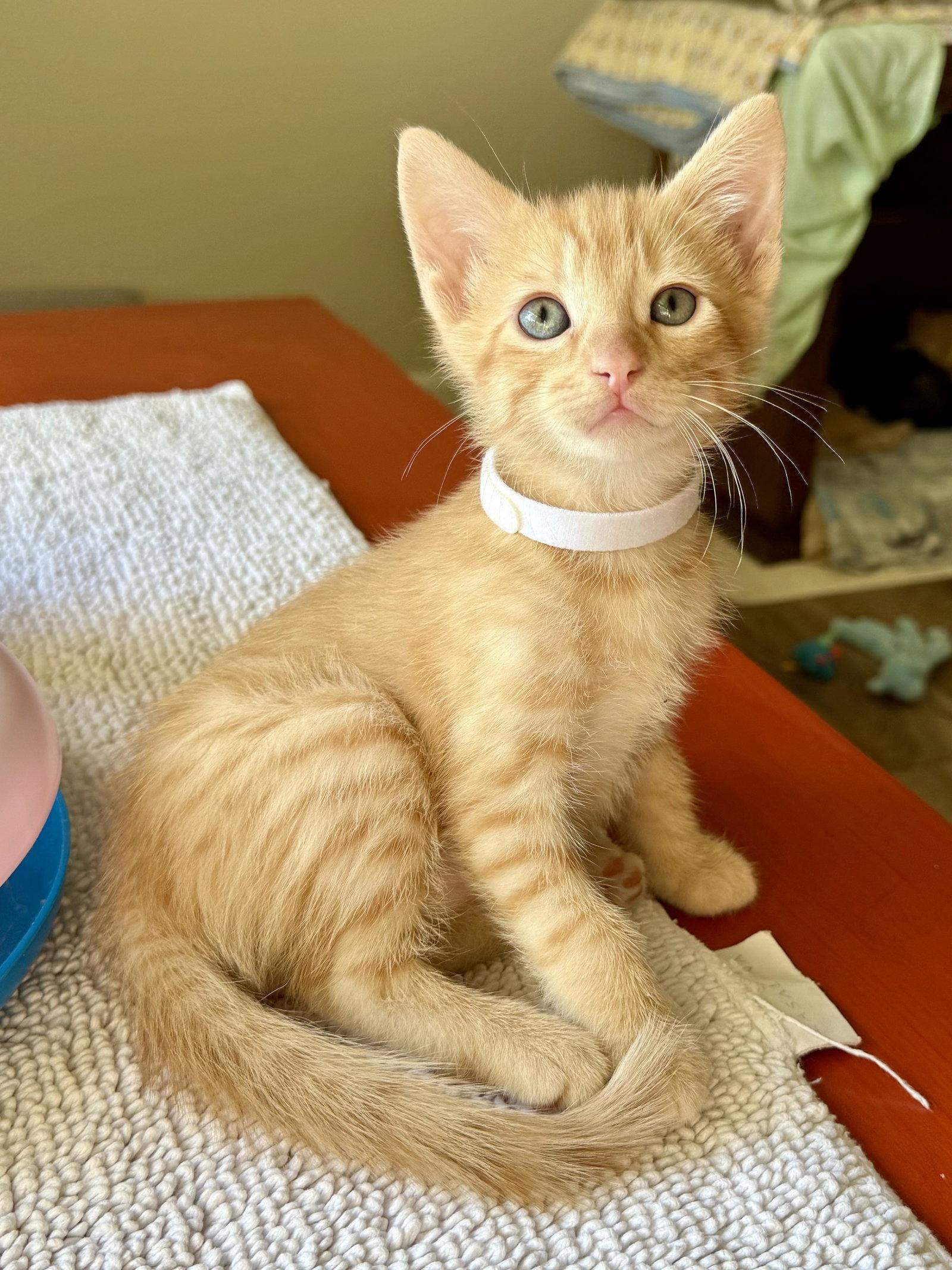 Roux, Adoptable, Kitten Male Domestic Short Hair & Tabby.