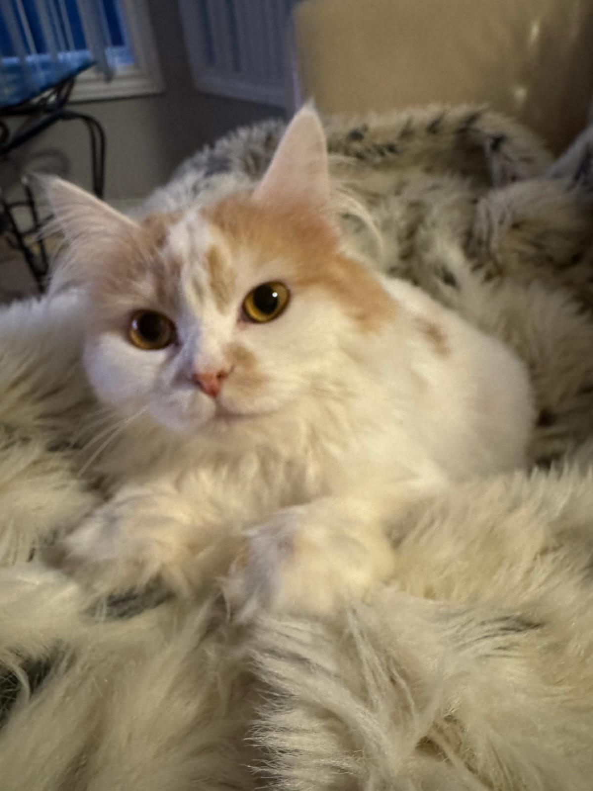 SUGER (f) Turkish Angora  1yrs old, an adoptable Turkish Angora in Ottawa, ON, K4A 0P3 | Photo Image 1