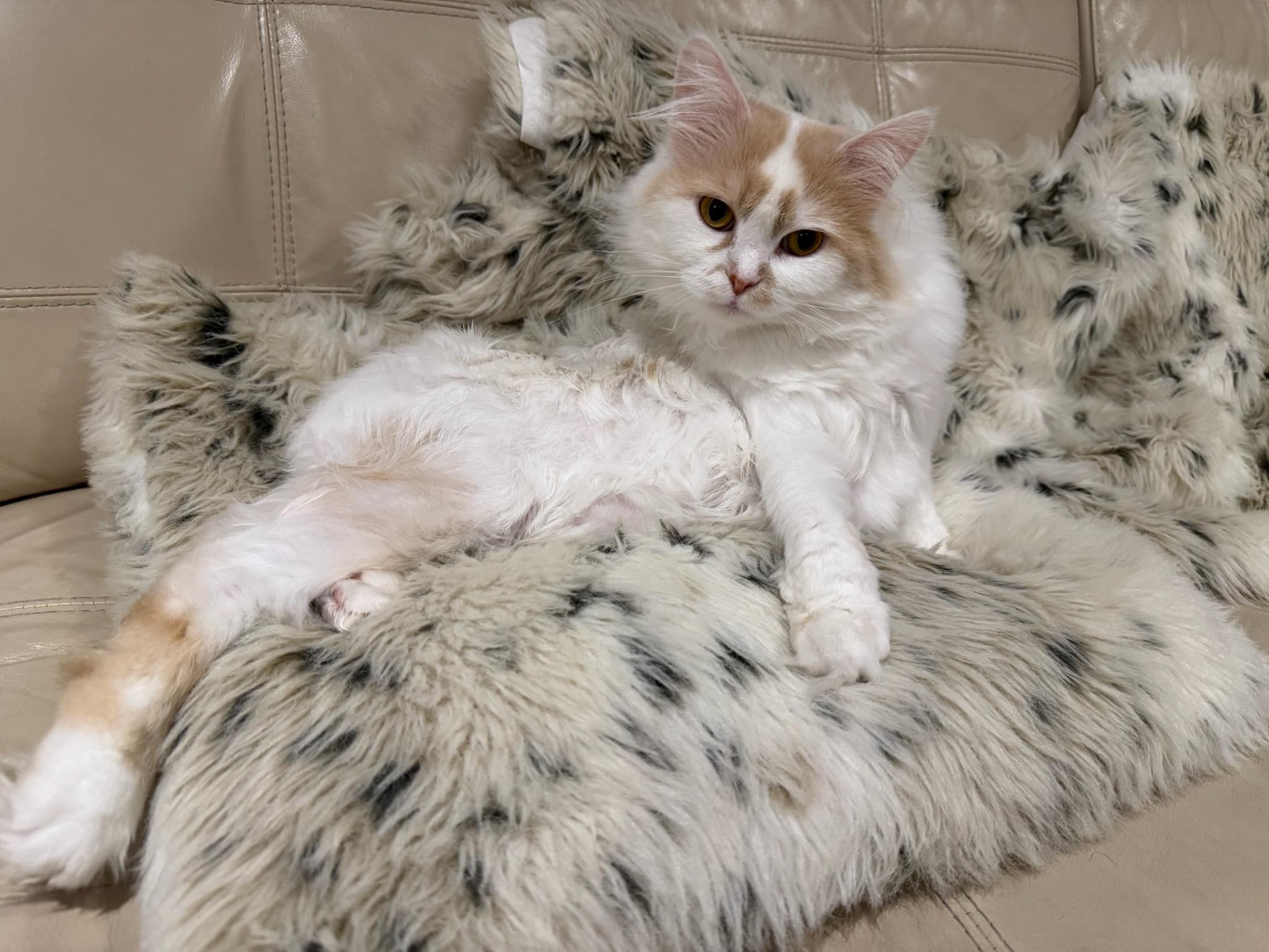 SUGER (f) Turkish Angora  1yrs old, an adoptable Turkish Angora in Ottawa, ON, K4A 0P3 | Photo Image 2