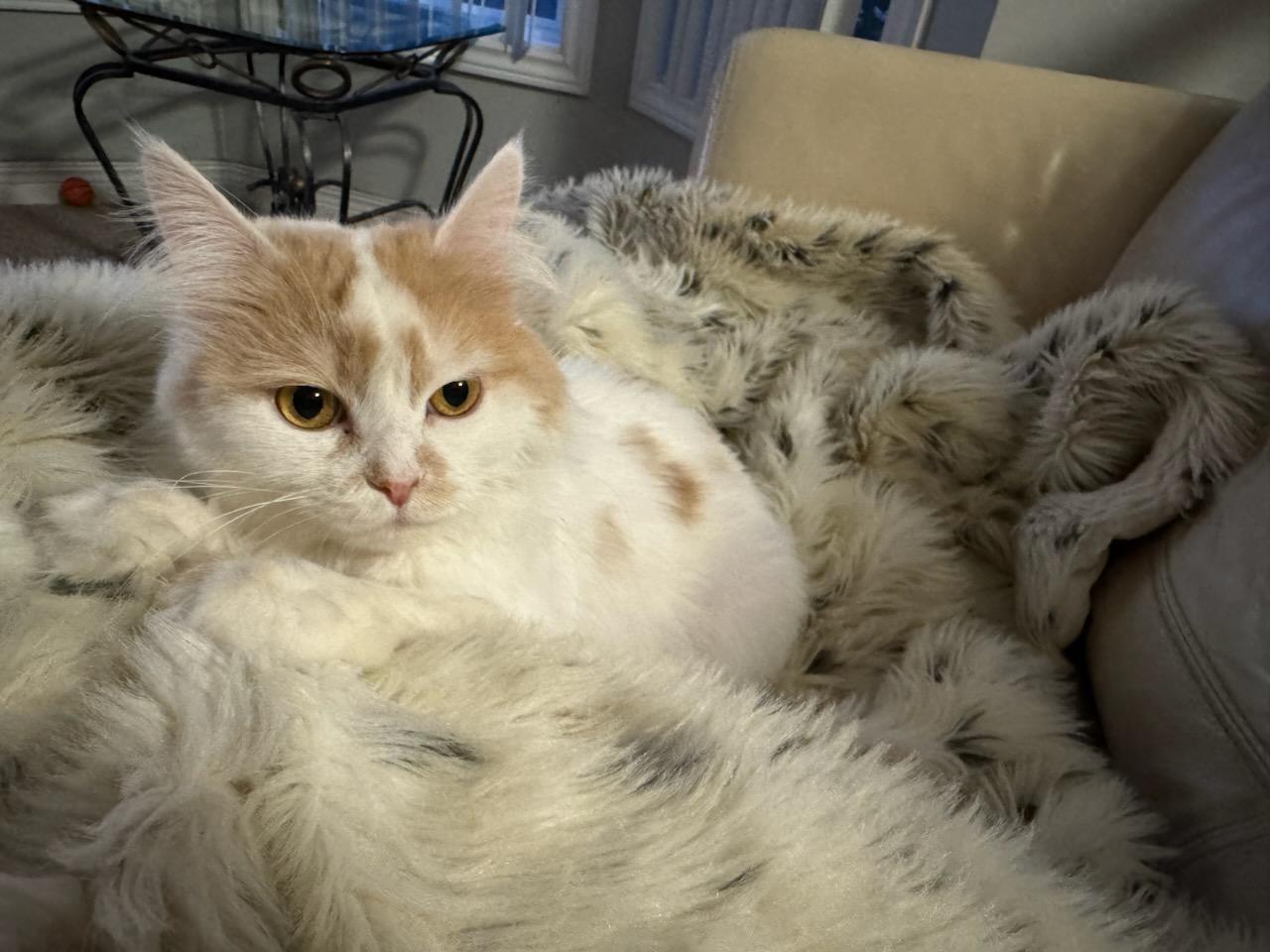 SUGER (f) Turkish Angora  1yrs old, an adoptable Turkish Angora in Ottawa, ON, K4A 0P3 | Photo Image 4