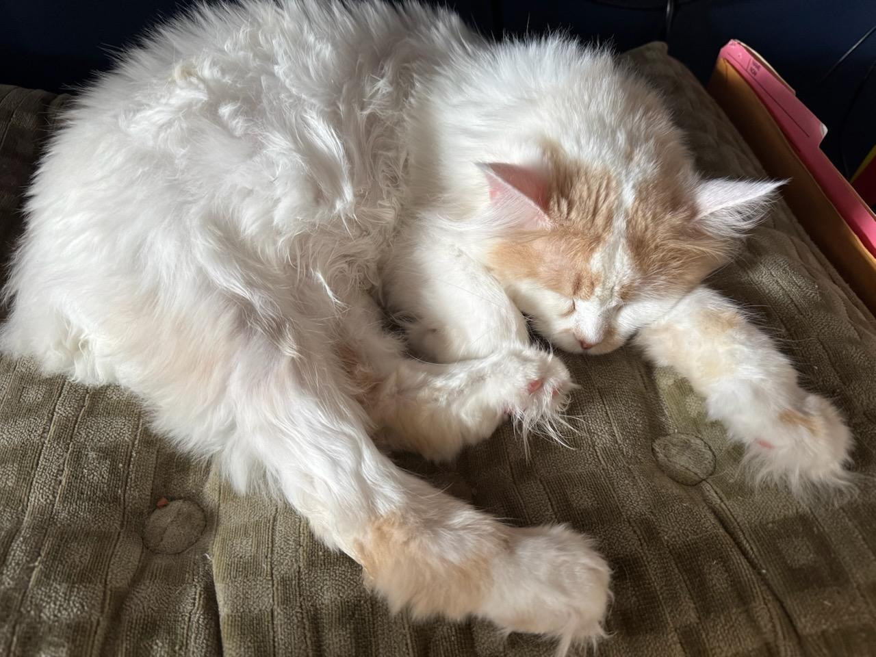 SUGER (f) Turkish Angora  1yrs old, an adoptable Turkish Angora in Ottawa, ON, K4A 0P3 | Photo Image 3