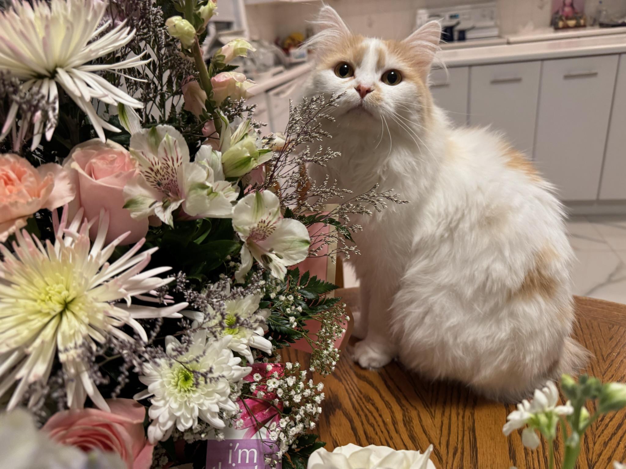 SUGER (f) Turkish Angora 2yrs old, an adoptable Turkish Angora in Ottawa, ON, K4A 0P3 | Photo Image 1