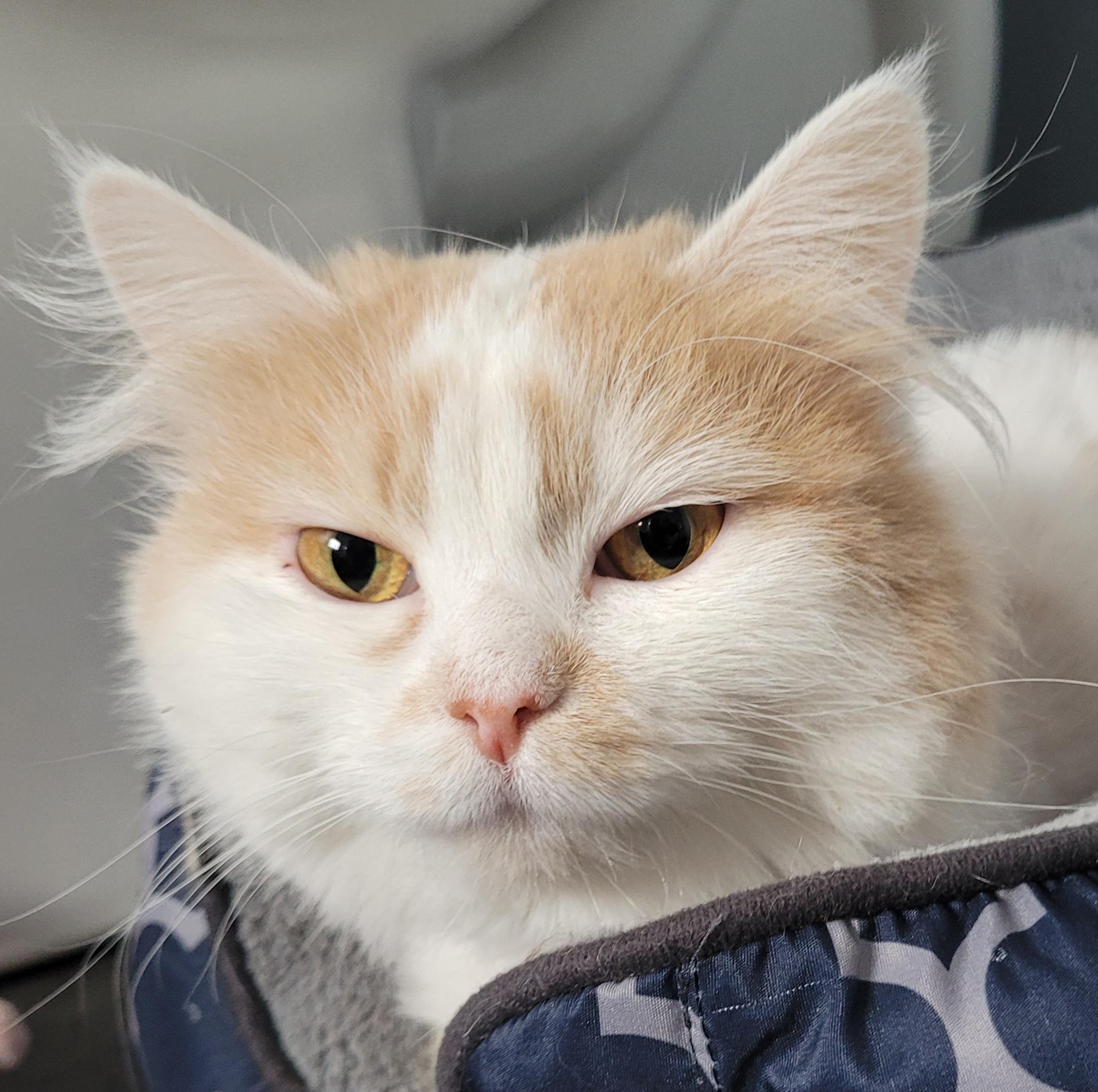 SUGER (f) Turkish Angora  1yrs old, an adoptable Turkish Angora in Ottawa, ON, K4A 0P3 | Photo Image 6
