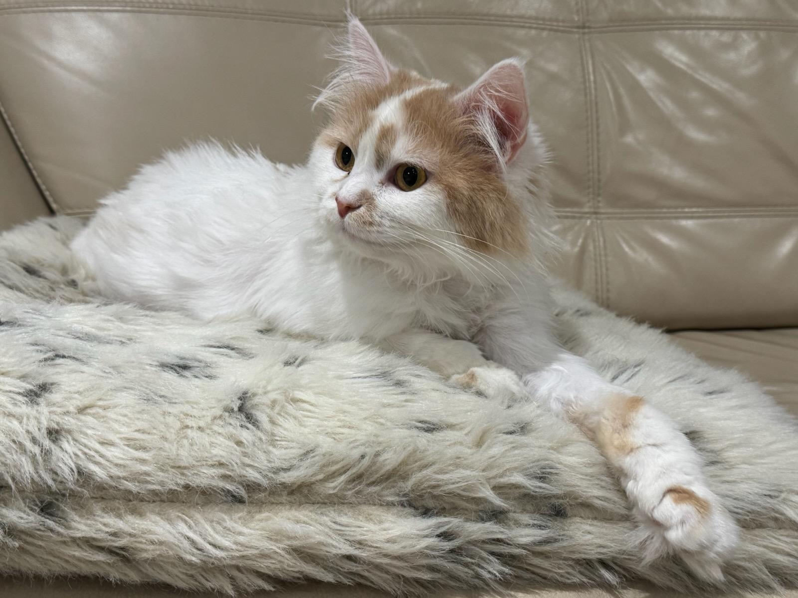 SUGER (f) Turkish Angora  1yrs old, an adoptable Turkish Angora in Ottawa, ON, K4A 0P3 | Photo Image 5