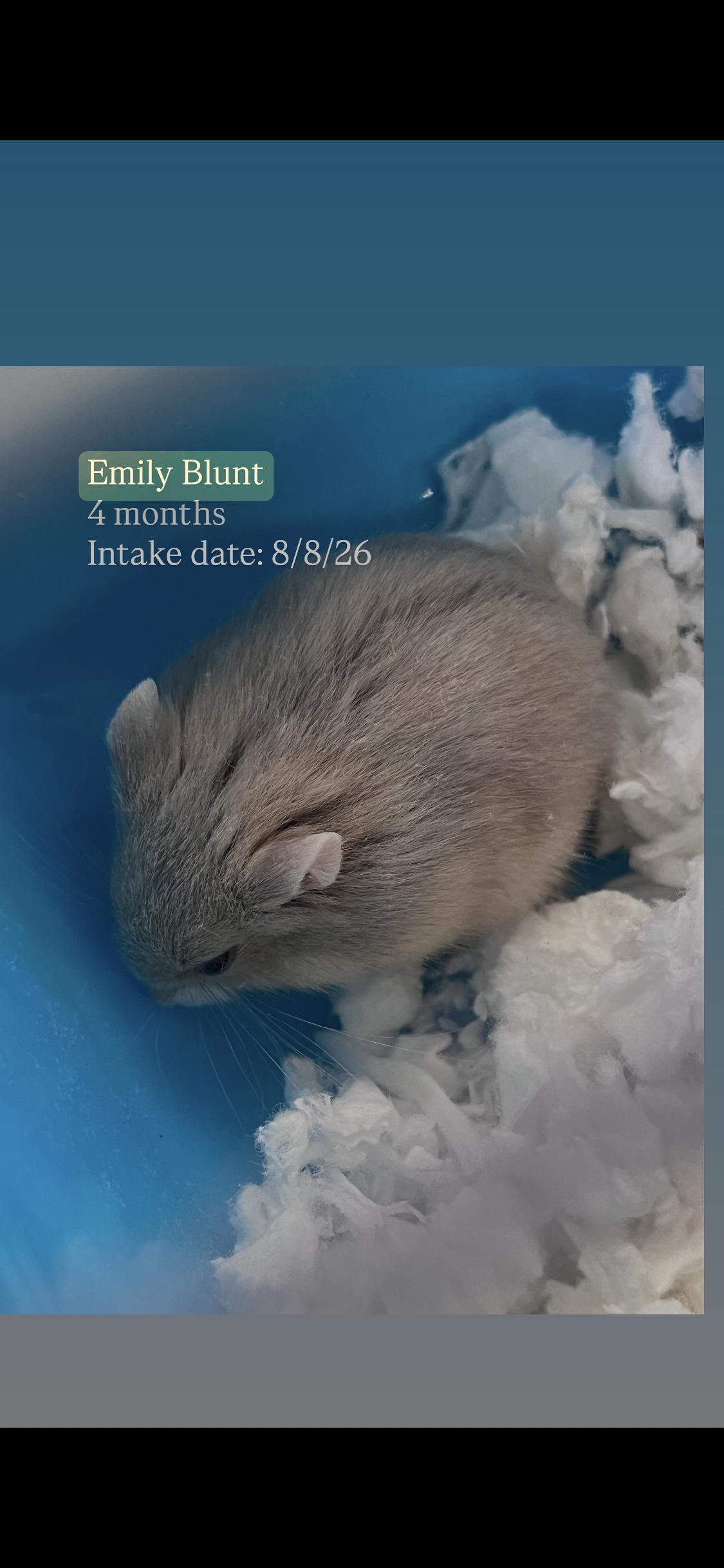 Enlarge Emily Blunt, a ADOPTABLE mixed breed in West Hollywood, CA image 1/2