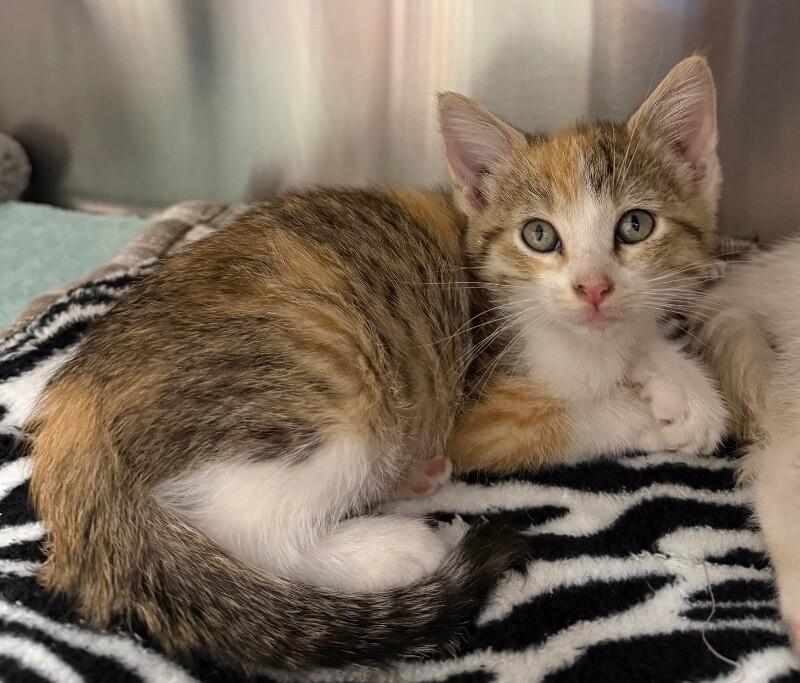 Enlarge Gwen, a Adoptable Domestic Short Hair in Yankton, SD image 1/3