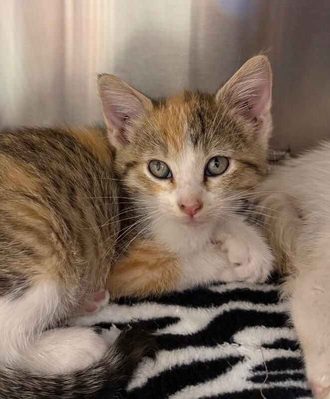 Enlarge Gwen, a Adoptable Domestic Short Hair in Yankton, SD image 2/3