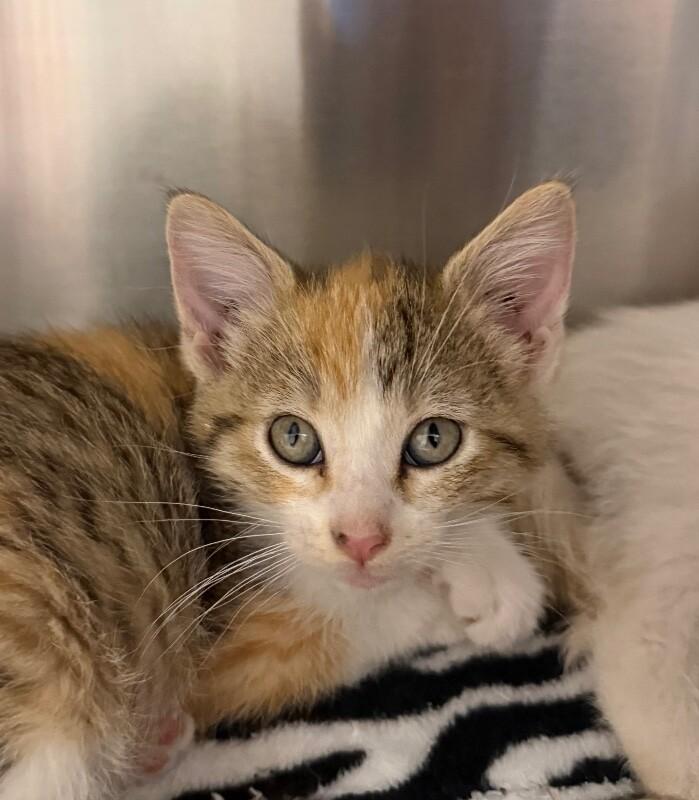 Enlarge Gwen, a Adoptable Domestic Short Hair in Yankton, SD image 3/3