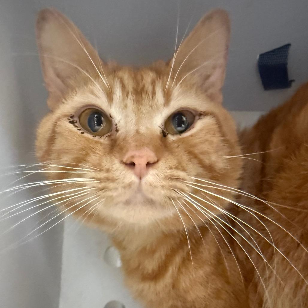 Enlarge Marathon (20), a Adoptable Domestic Short Hair in Winston-Salem, NC image 1/4