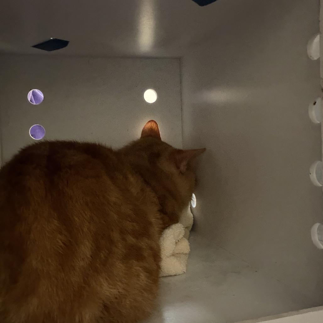 Enlarge Marathon (20), a Adoptable Domestic Short Hair in Winston-Salem, NC image 2/4