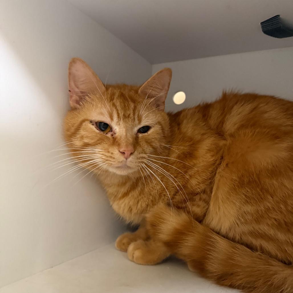 Enlarge Marathon (20), a Adoptable Domestic Short Hair in Winston-Salem, NC image 3/4