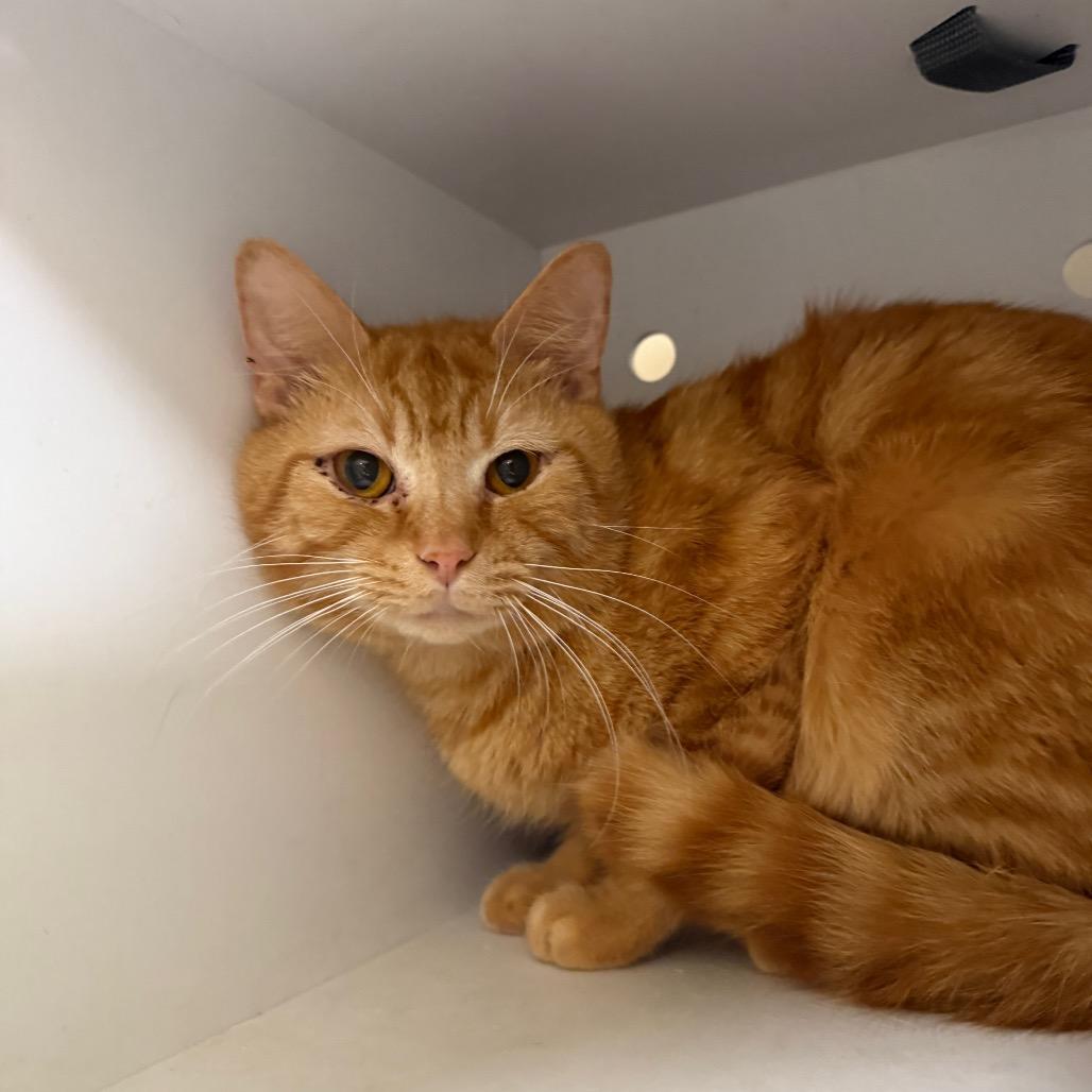 Enlarge Marathon (20), a Adoptable Domestic Short Hair in Winston-Salem, NC image 4/4