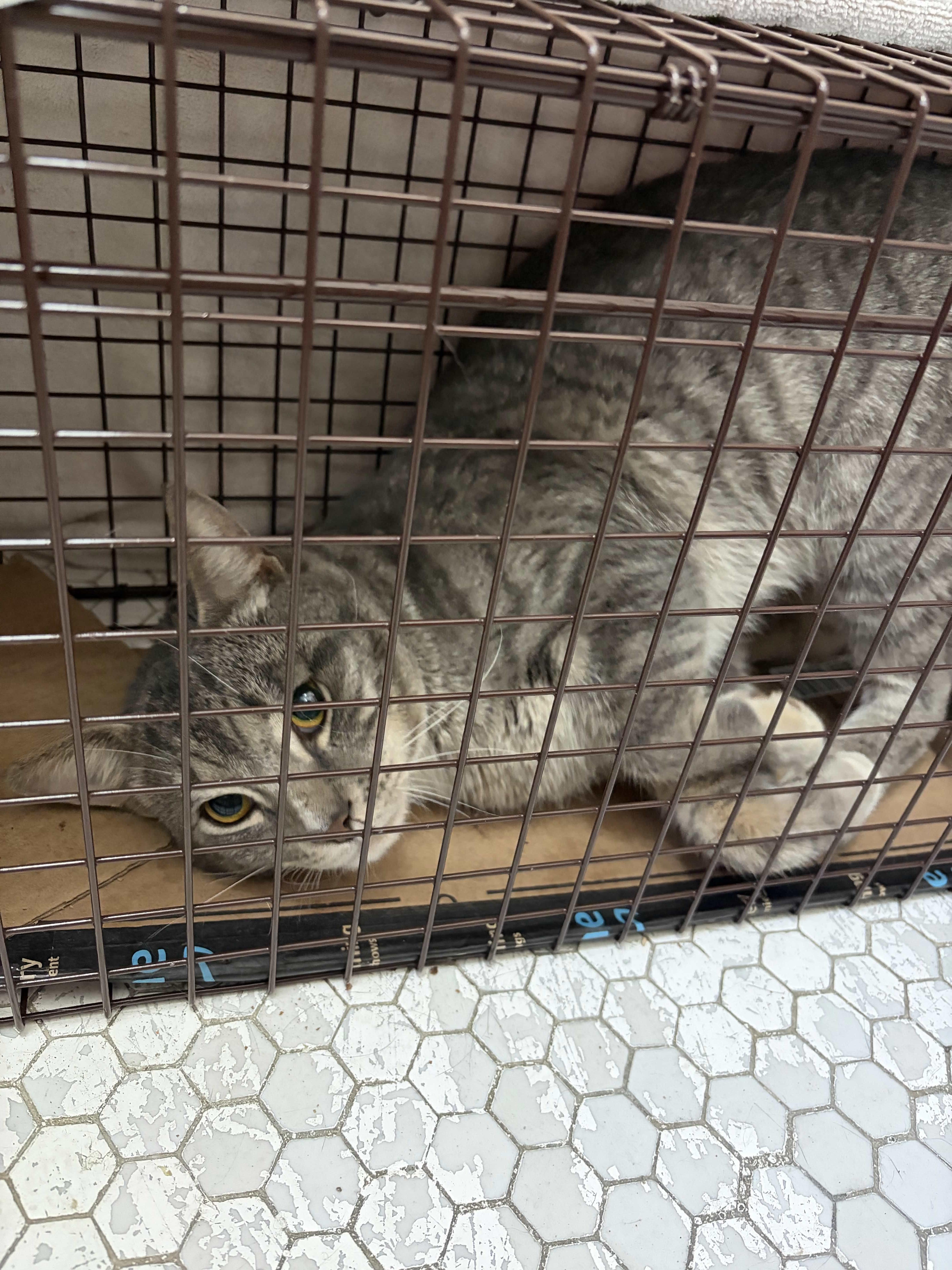 Enlarge Mr. Lorenzo, a ADOPTABLE Domestic Short Hair in Weehawken, NJ image 5/5