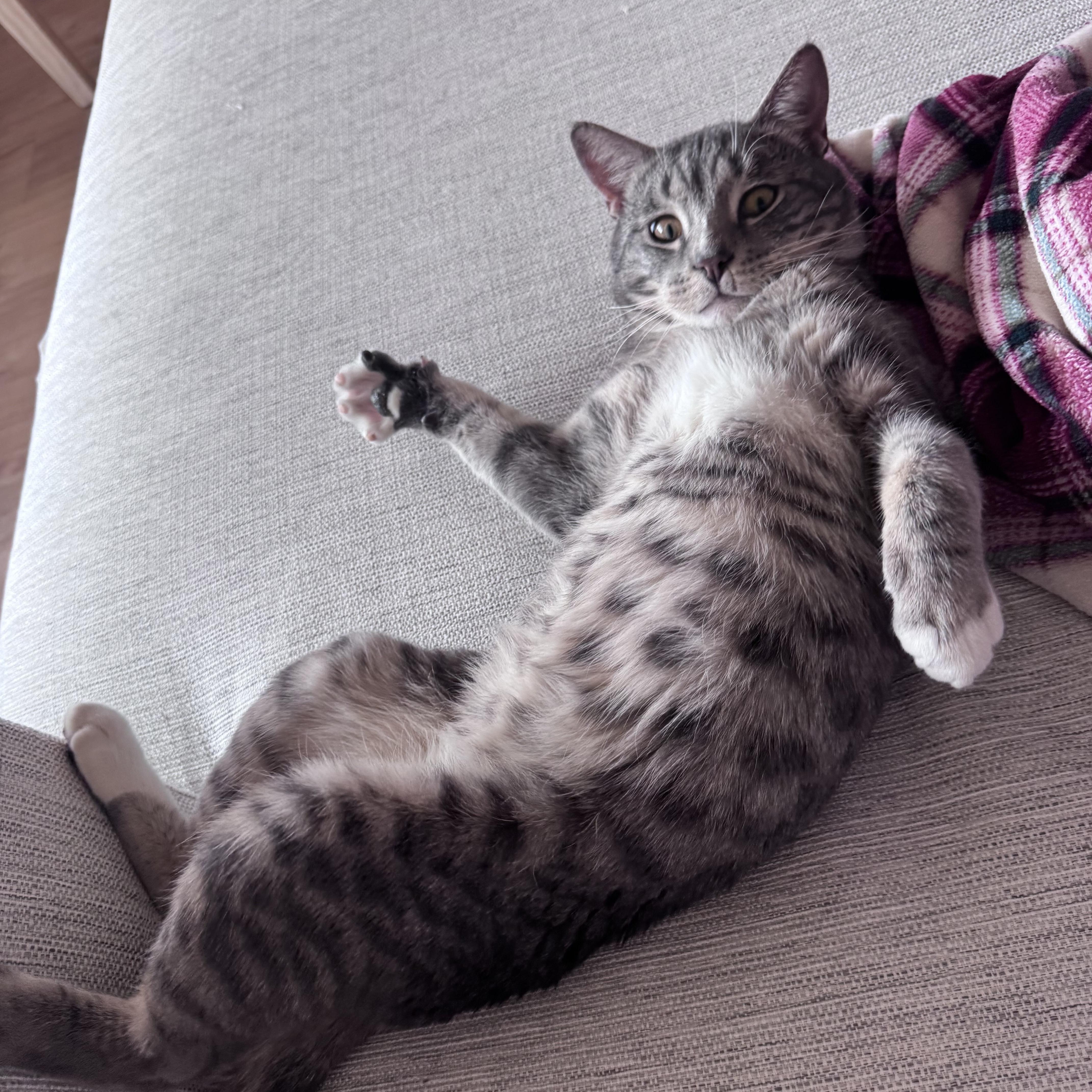 Mr. Lorenzo, ADOPTABLE, Adult Male Domestic Short Hair.