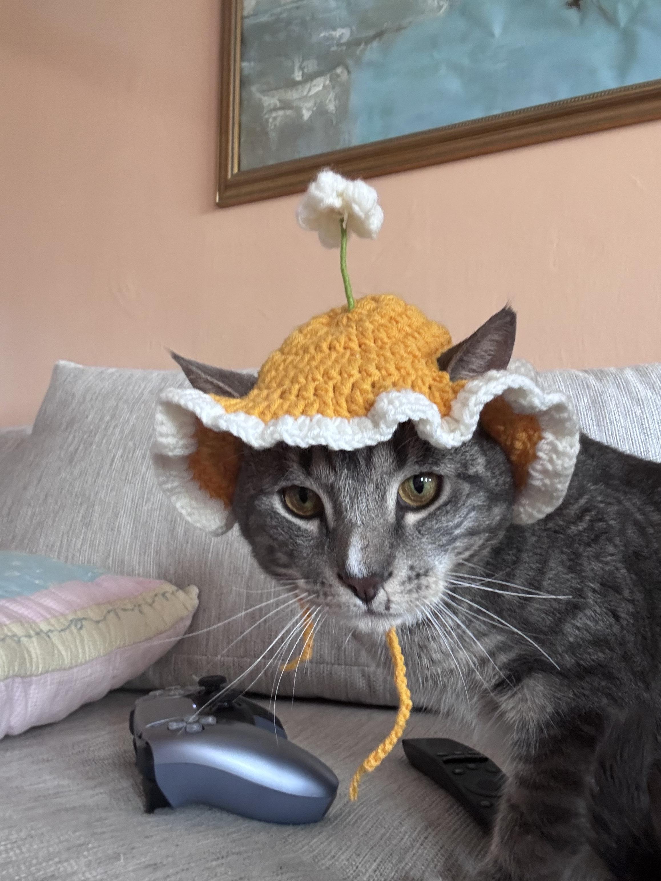 Mr. Lorenzo, a ADOPTABLE Domestic Short Hair in Weehawken, NJ image 4/6