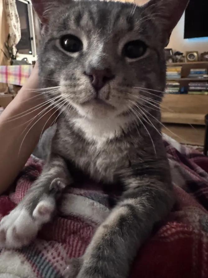 Mr. Lorenzo, a ADOPTABLE Domestic Short Hair in Weehawken, NJ image 6/6