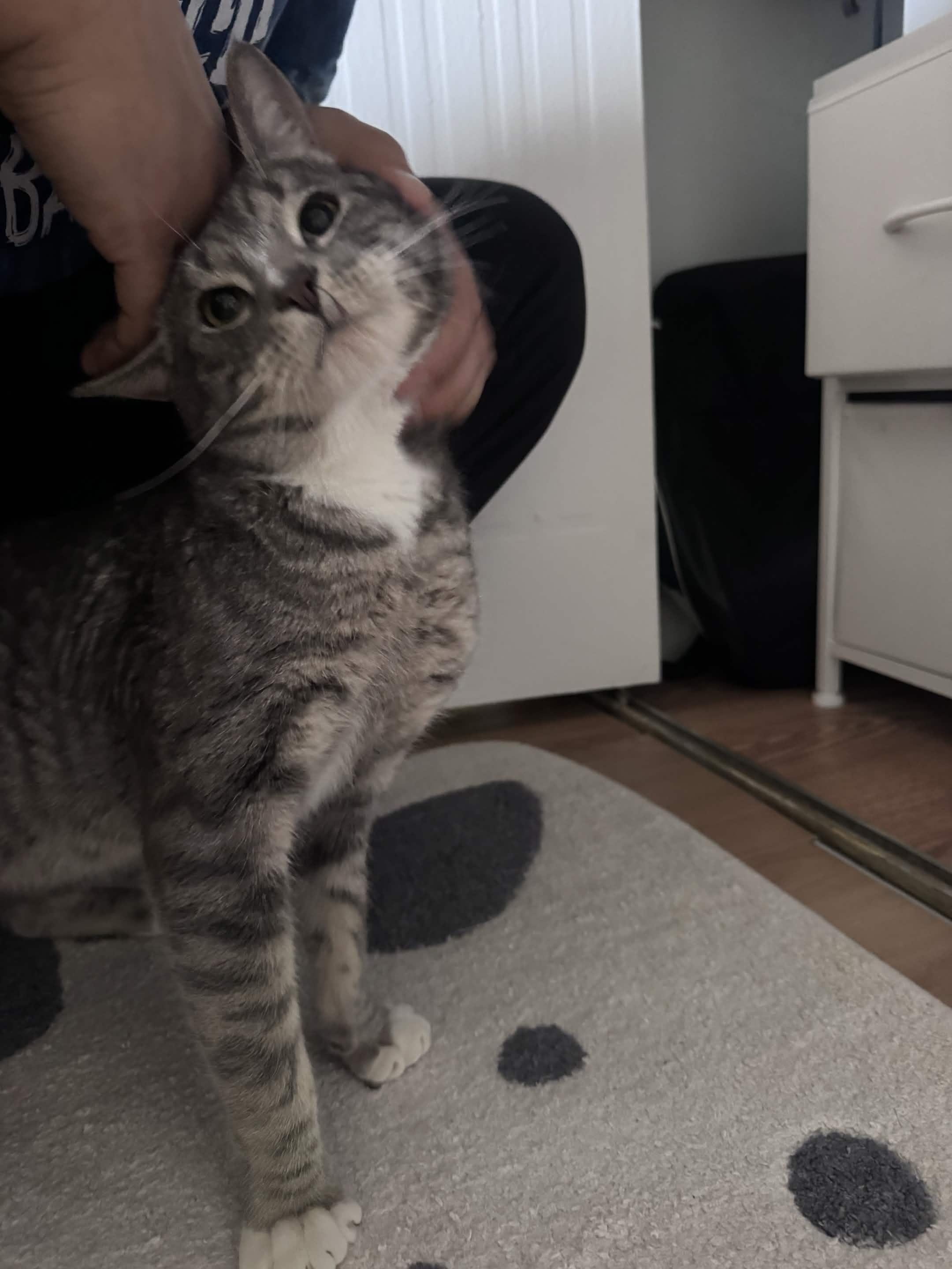 Enlarge Mr. Lorenzo, a ADOPTABLE Domestic Short Hair in Weehawken, NJ image 3/5