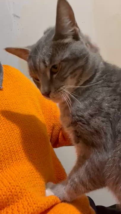 Enlarge Mr. Lorenzo, a ADOPTABLE Domestic Short Hair in Weehawken, NJ video 4/5