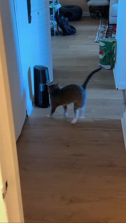 Enlarge Mr. Lorenzo, a ADOPTABLE Domestic Short Hair in Weehawken, NJ video 5/6