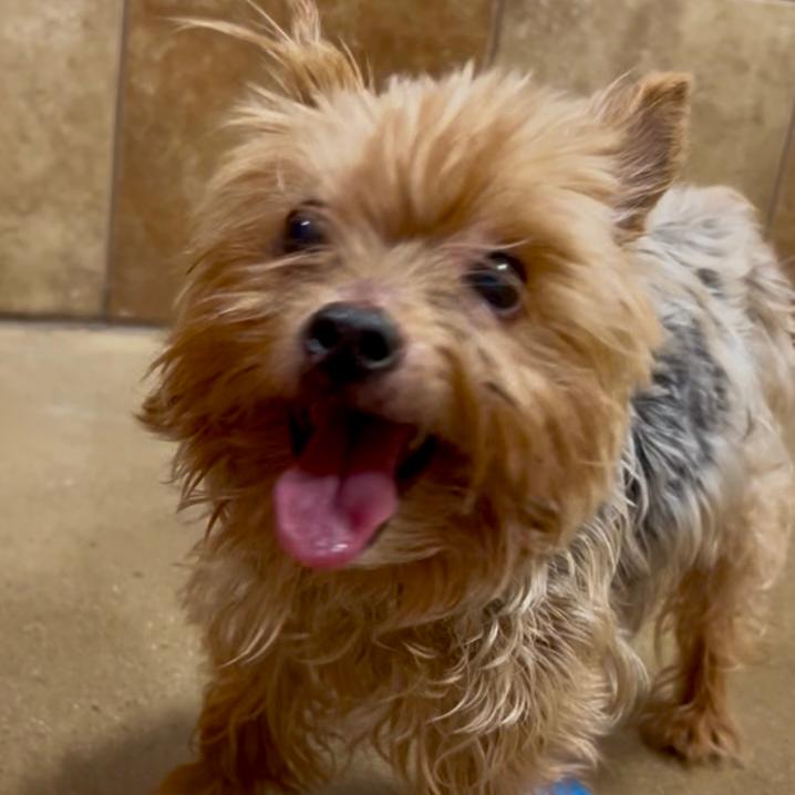 Enlarge Mister Prince (Dallas), a Adoptable Yorkshire Terrier in Houston, TX image 3/6