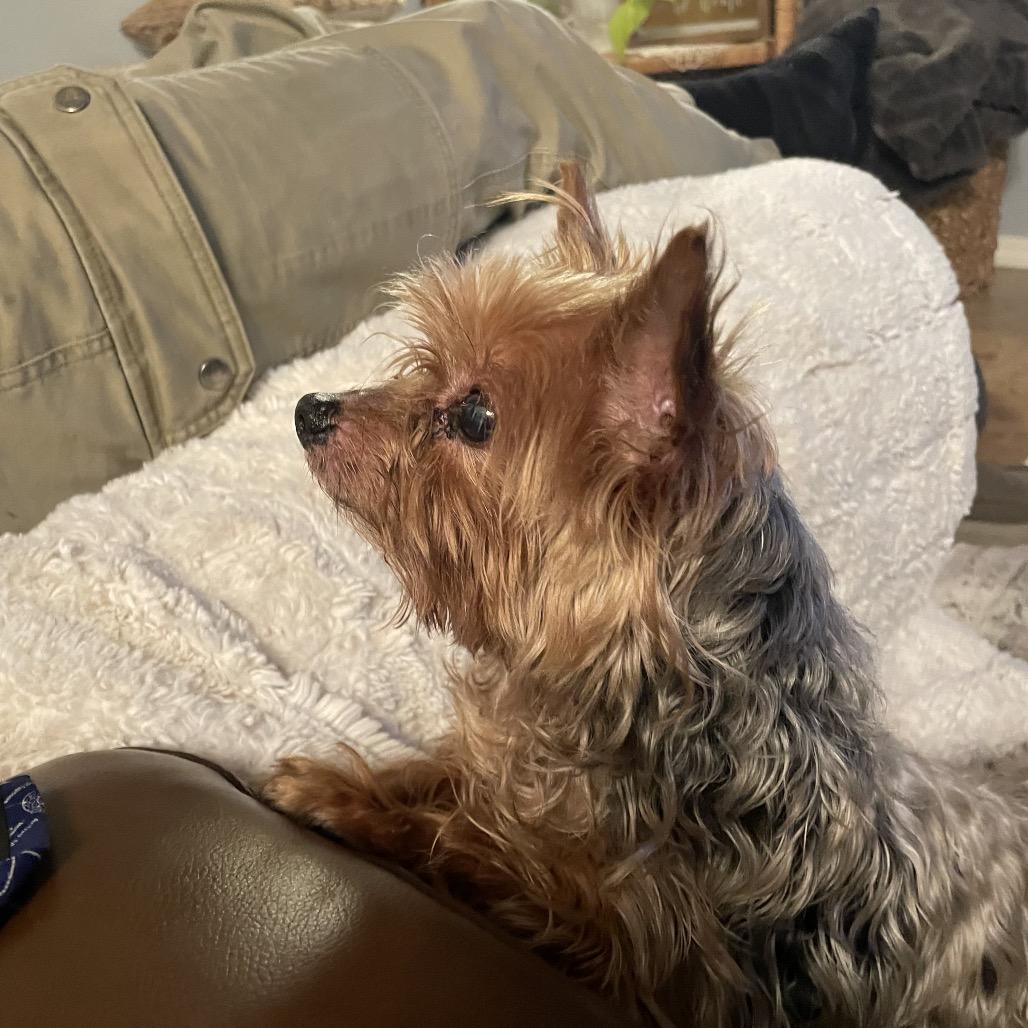 Enlarge Mister Prince (Dallas), a Adoptable Yorkshire Terrier in Houston, TX image 4/6