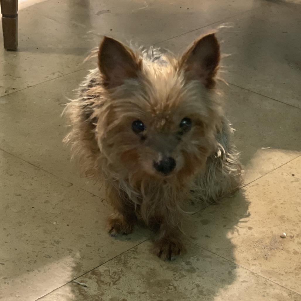 Enlarge Mister Prince (Dallas), a Adoptable Yorkshire Terrier in Houston, TX image 5/6
