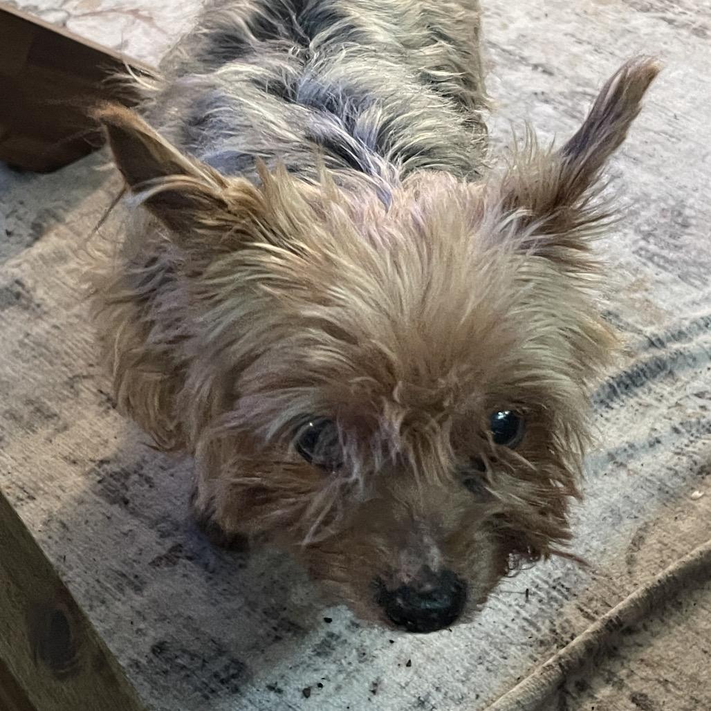 Enlarge Mister Prince (Dallas), a Adoptable Yorkshire Terrier in Houston, TX image 1/6