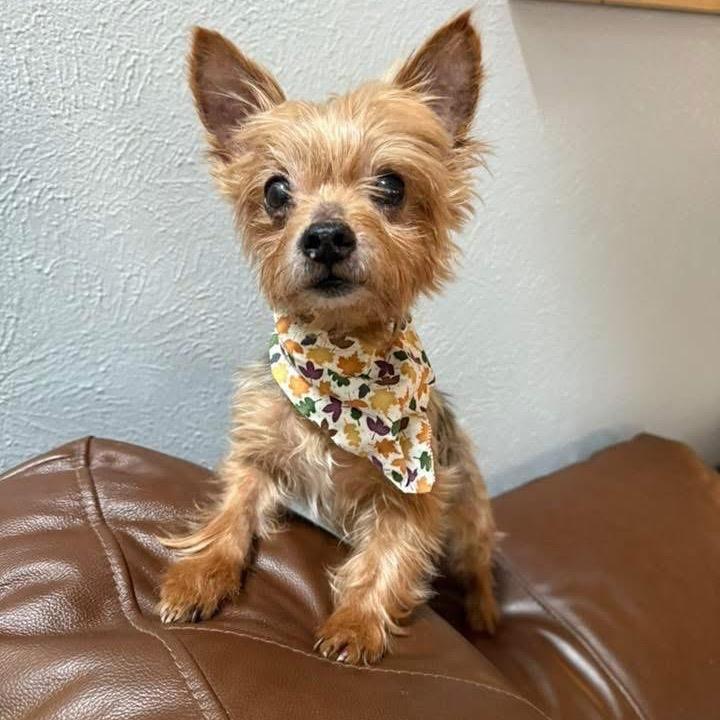 Mister Prince (Dallas), Adoptable, Senior Male Yorkshire Terrier.