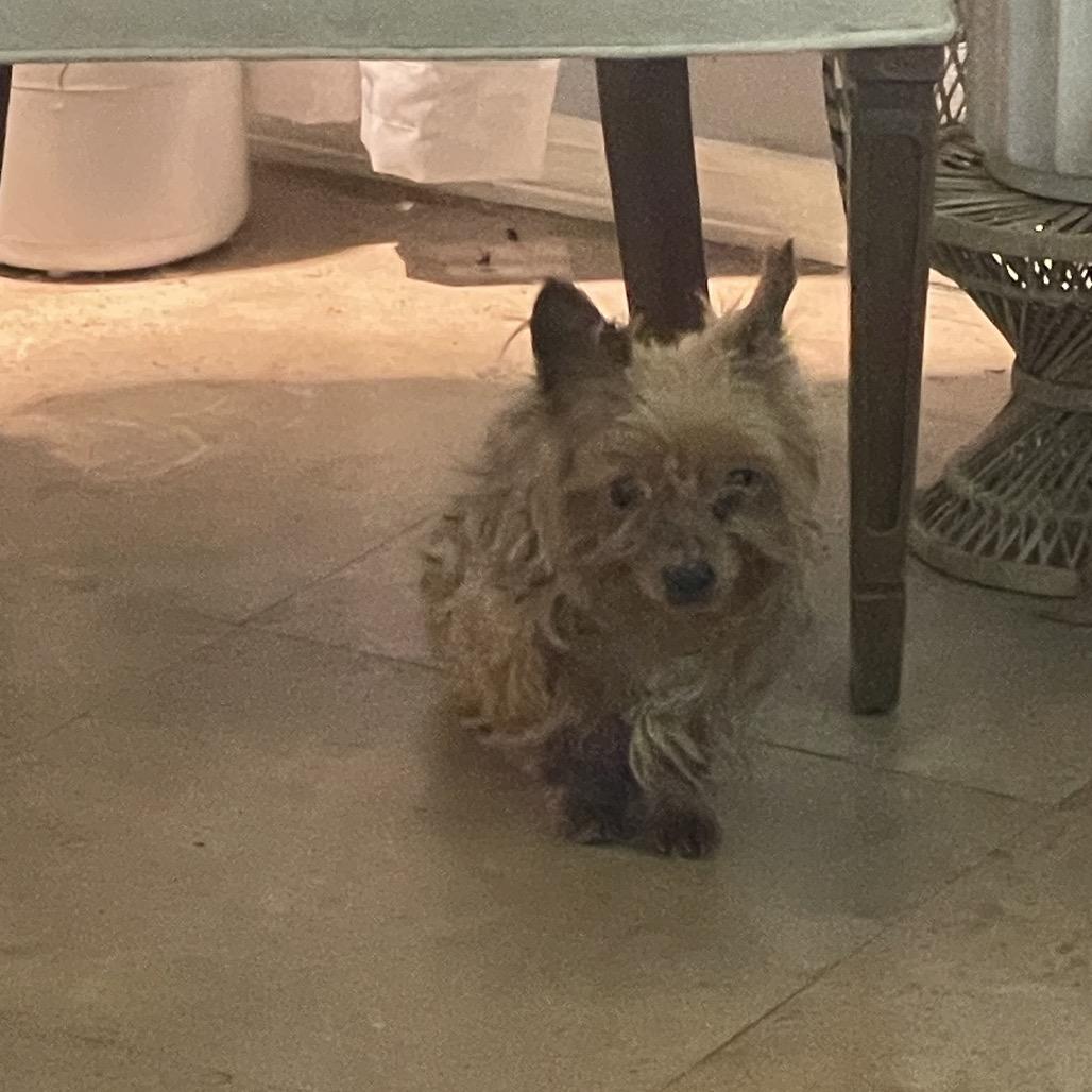 Enlarge Mister Prince (Dallas), a Adoptable Yorkshire Terrier in Houston, TX image 6/6