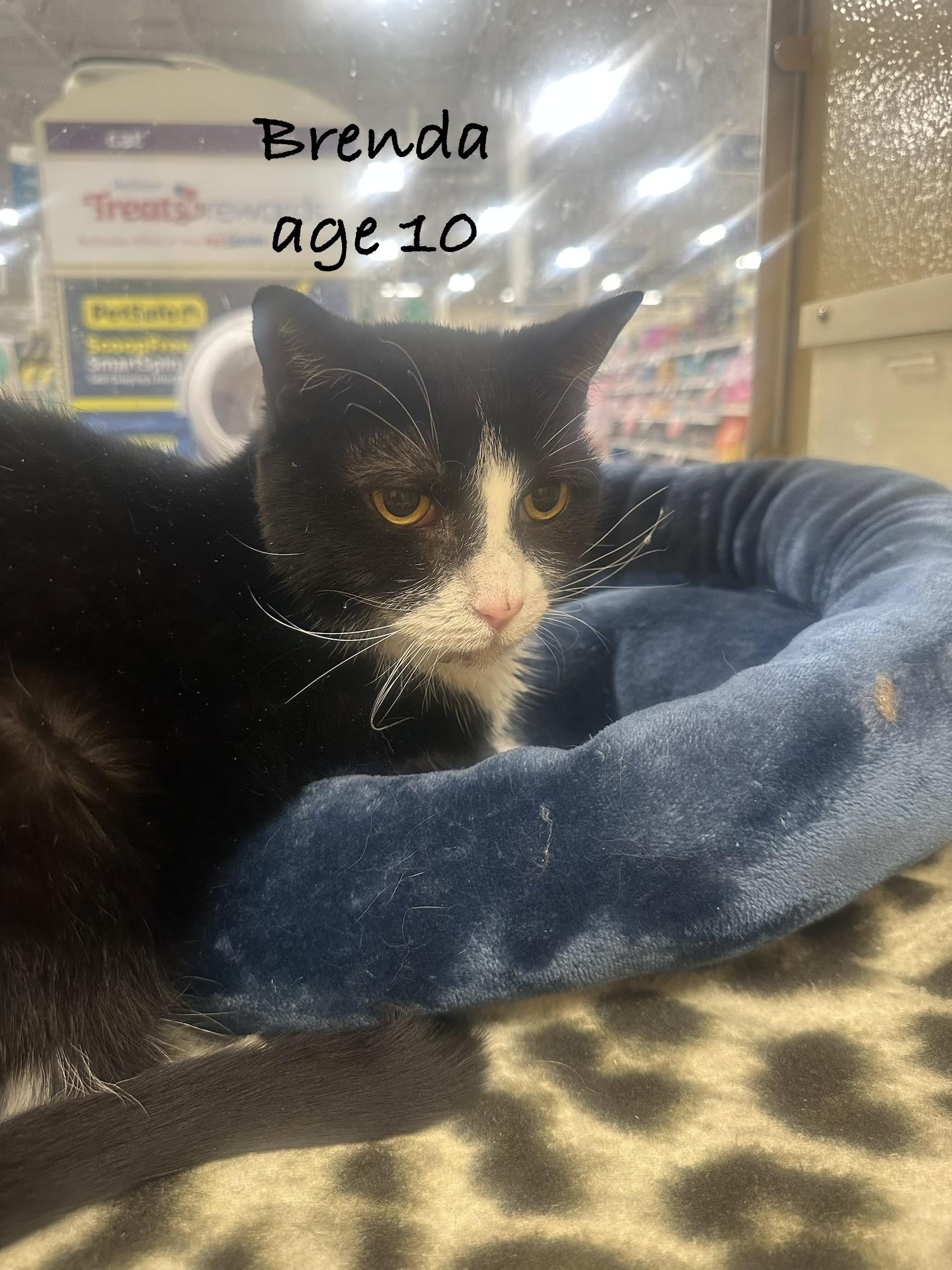 Brenda, ADOPTABLE, Senior Female Domestic Short Hair.