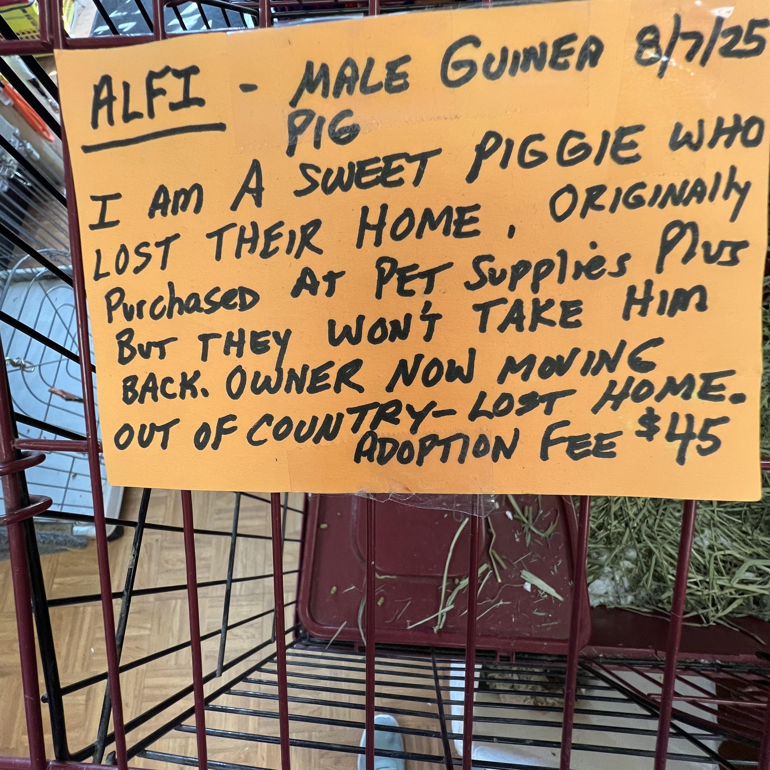 Enlarge Alfi, a Adoptable Guinea Pig in Hillsborough, NJ image 1/3