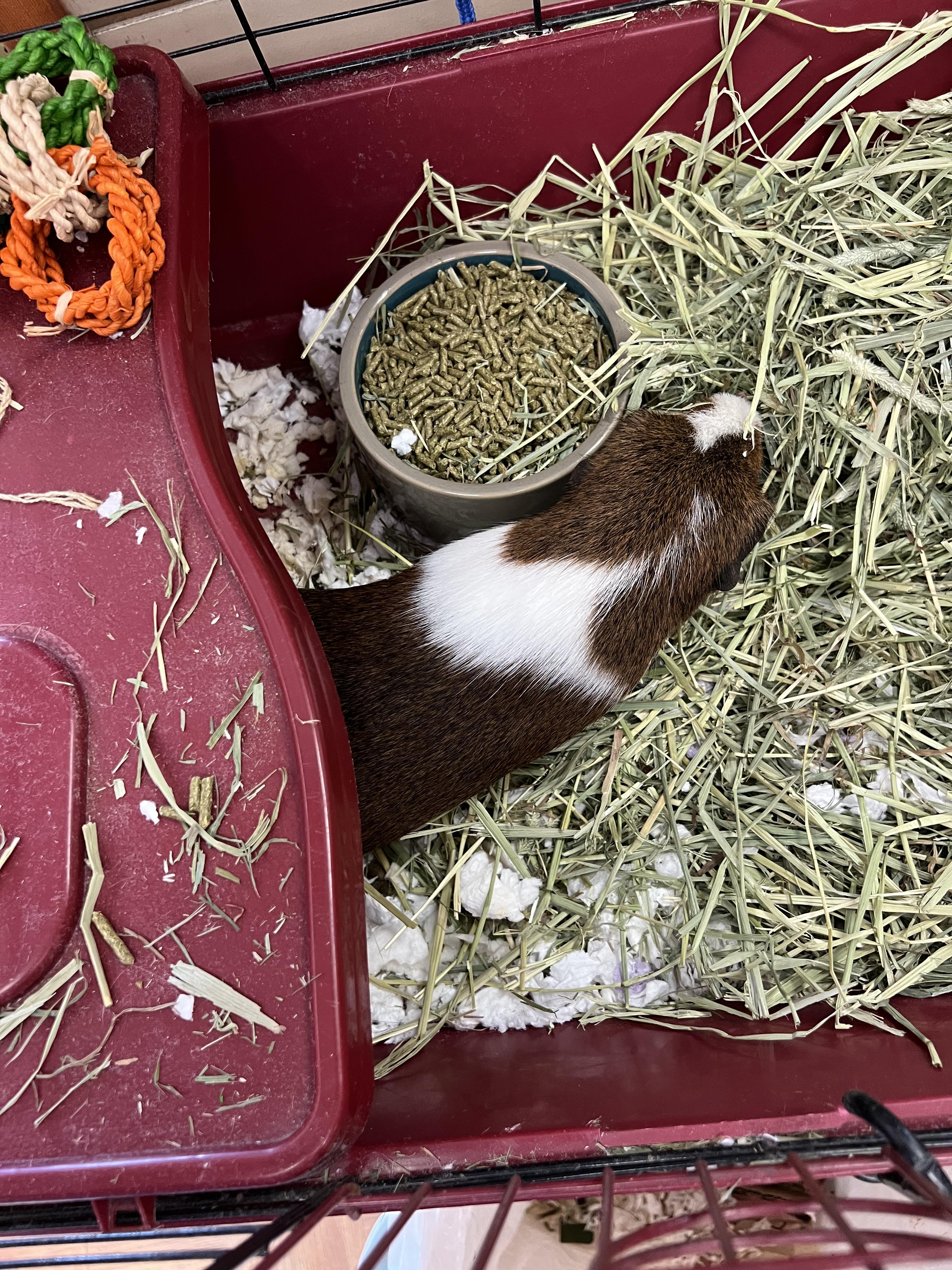 Enlarge Alfi, a Adoptable Guinea Pig in Hillsborough, NJ image 2/3