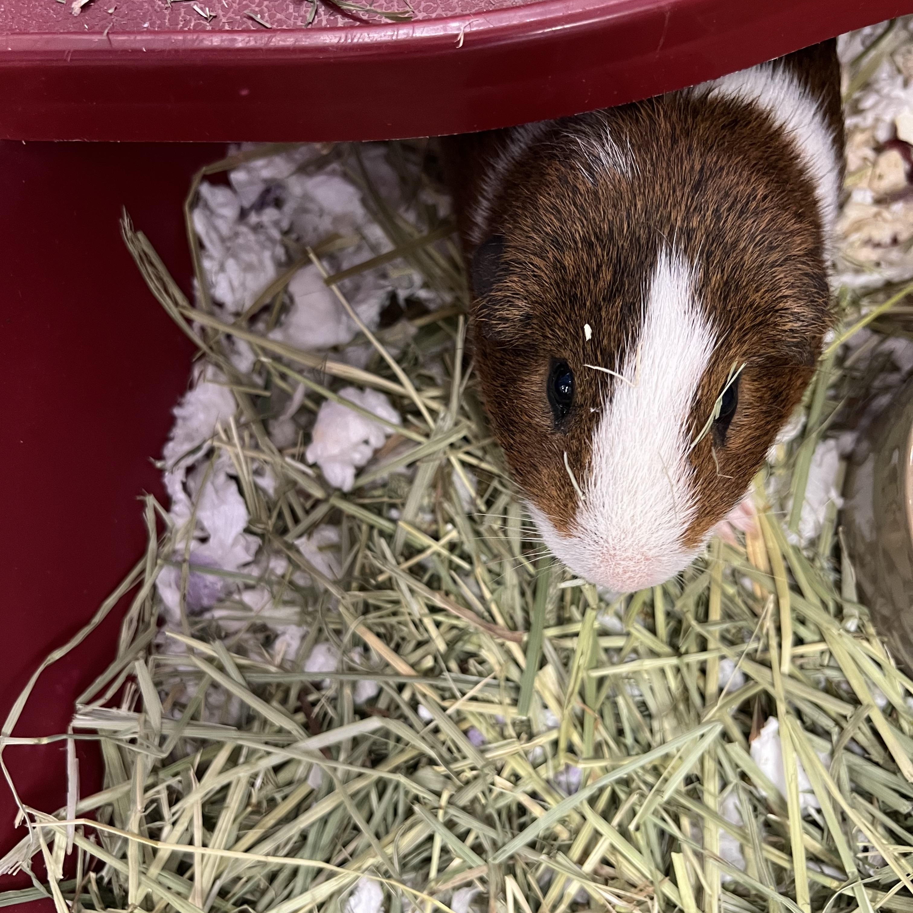 Enlarge Alfi, a Adoptable Guinea Pig in Hillsborough, NJ image 3/3