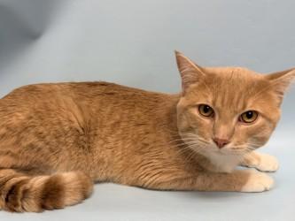 Jefferson Jr, Adoptable, Young Male Domestic Short Hair & Domestic Short Hair.