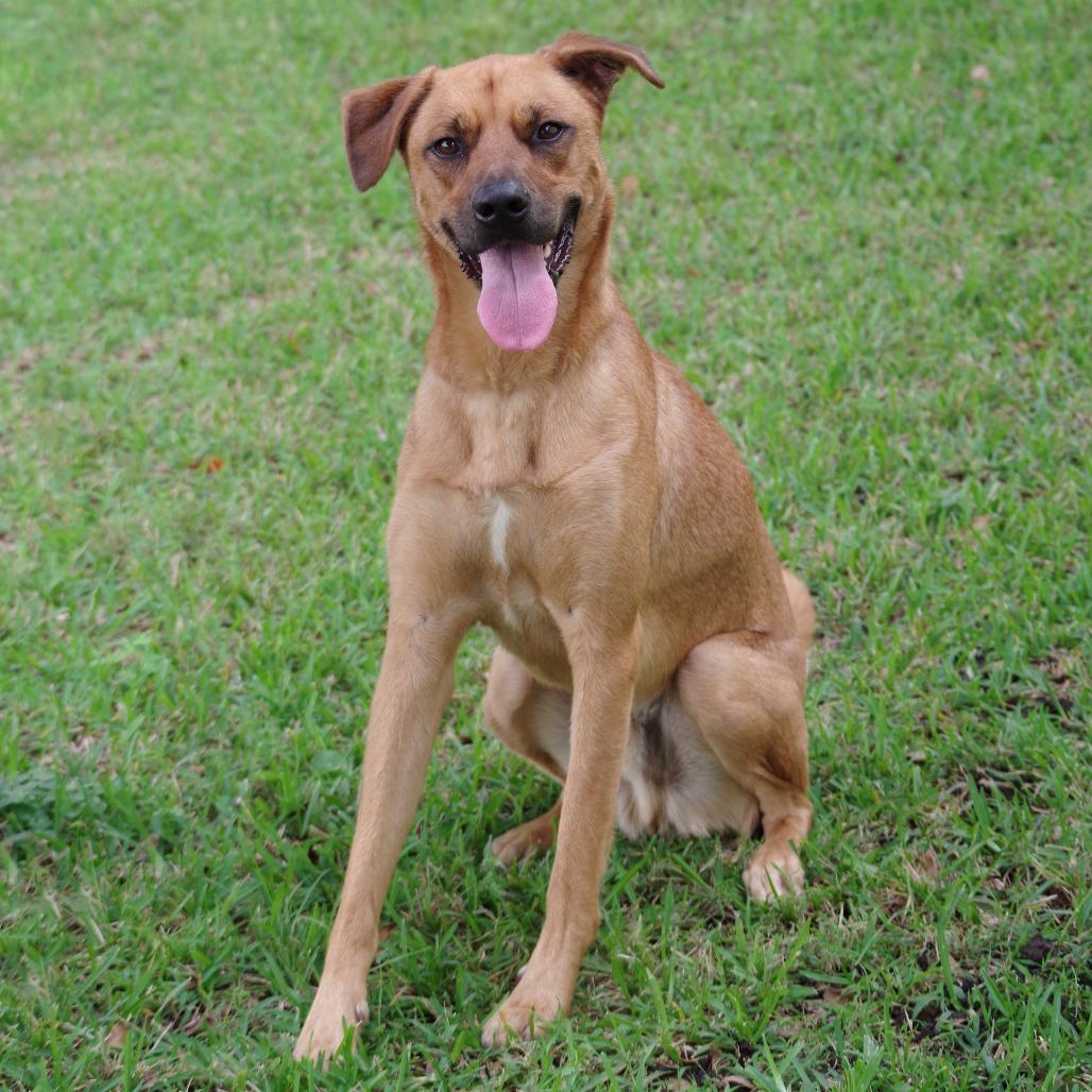 Ziti, Adoptable, Adult Male Terrier.