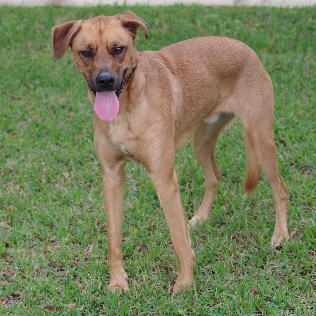 Ziti, Adoptable, Adult Male Terrier.