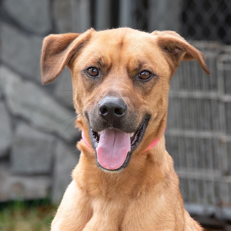 Enlarge Ziti, a Adoptable Terrier in Miami, FL image 3/6