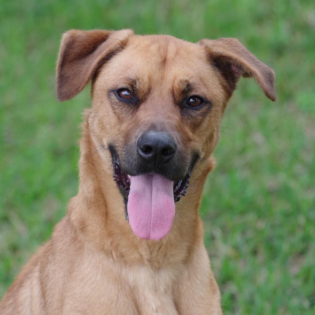 Enlarge Ziti, a Adoptable Terrier in Miami, FL image 6/6