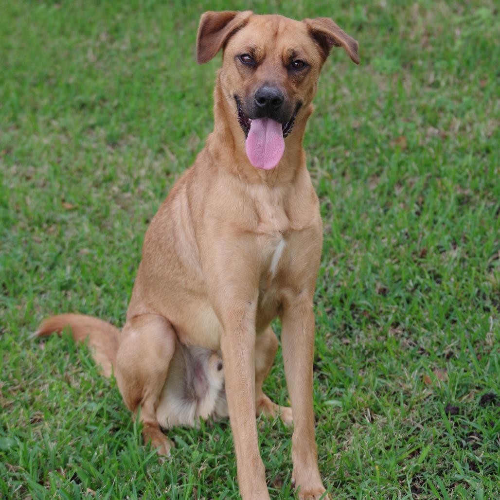 Enlarge Ziti, a Adoptable Terrier in Miami, FL image 6/6