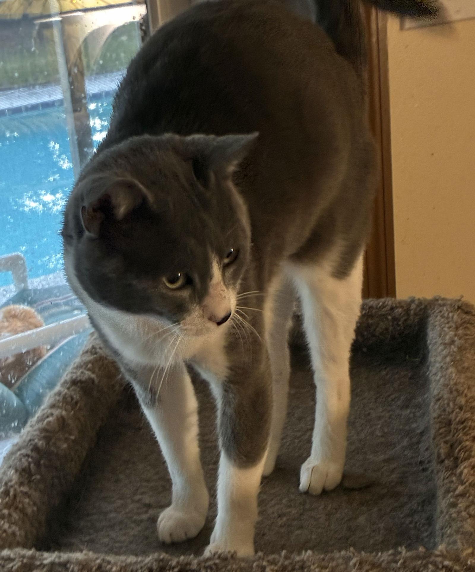 Forest, a Adoptable Domestic Short Hair in Oviedo, FL image 1/3