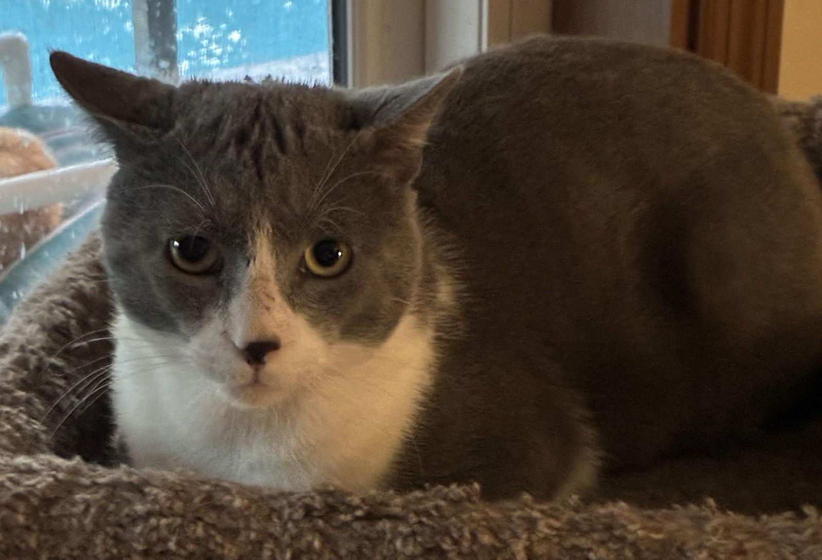 Forest, a Adoptable Domestic Short Hair in Oviedo, FL image 2/3