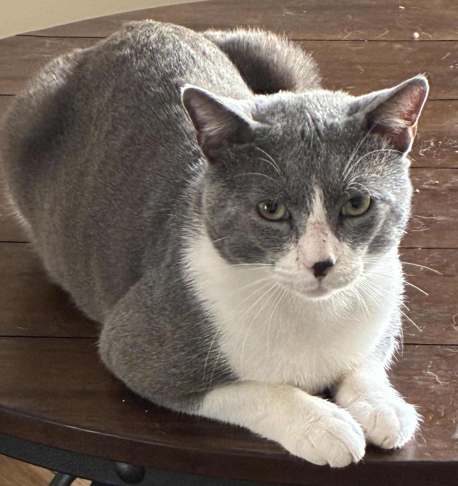 Forest, a Adoptable Domestic Short Hair in Oviedo, FL image 3/3