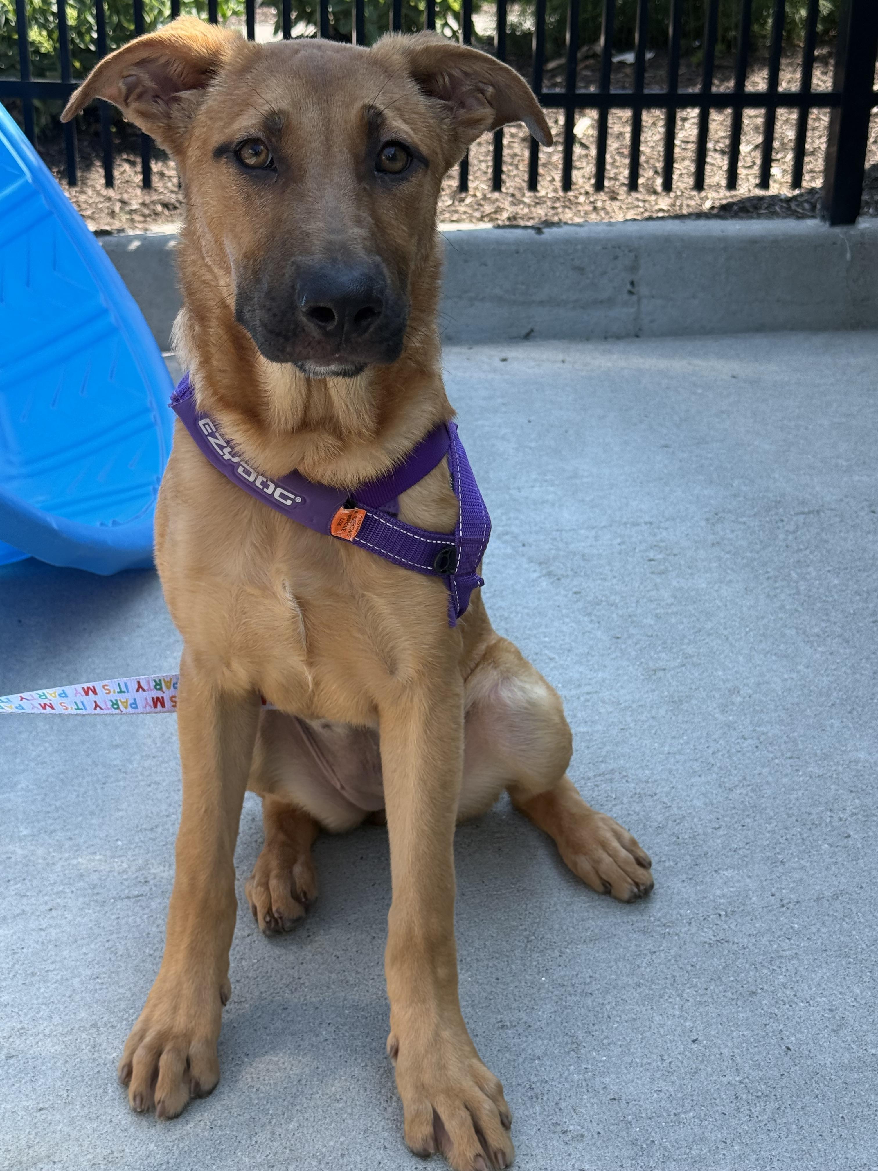 Bailey, an adopted mixed breed in Milford, CT image 2/3
