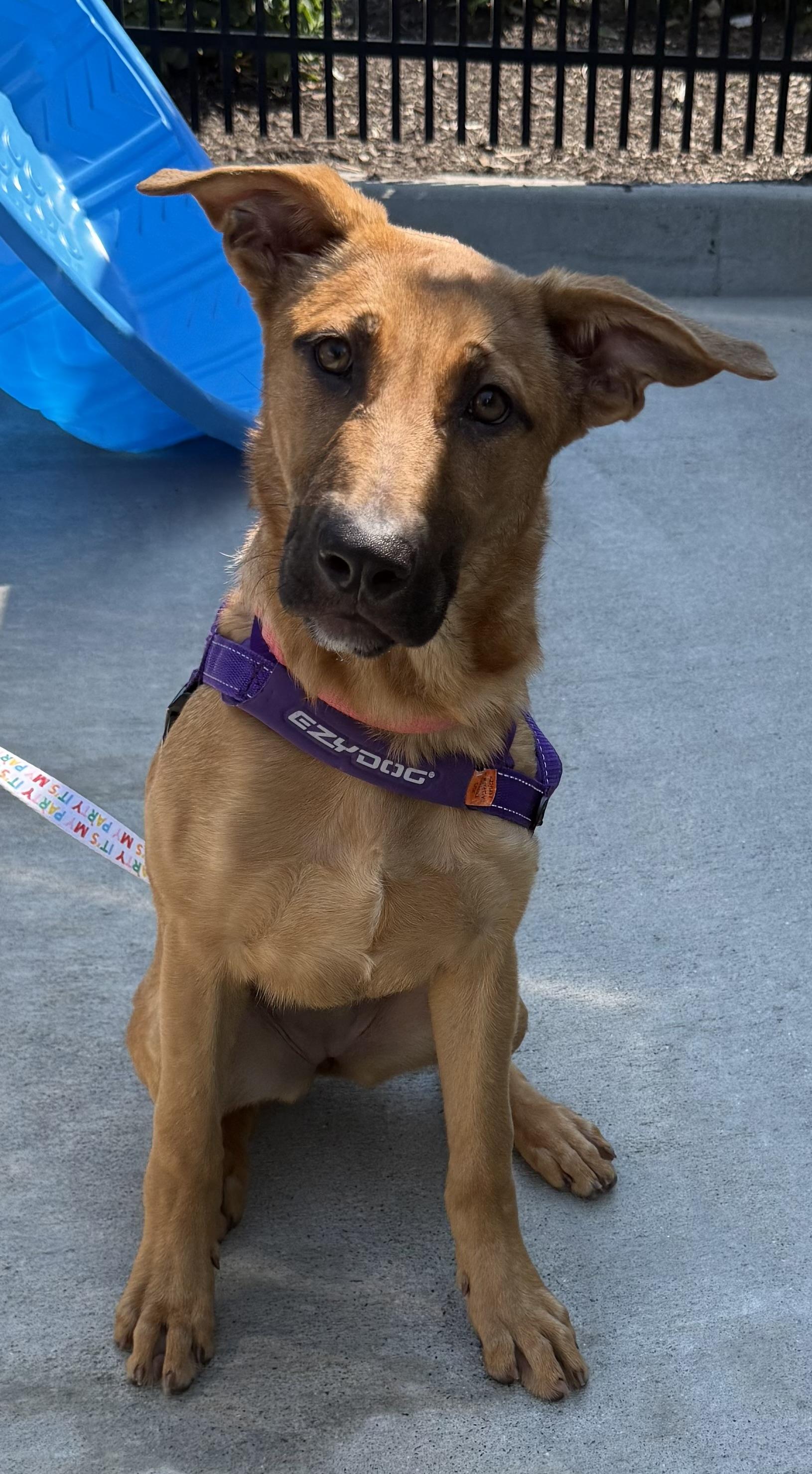 Bailey, an adopted mixed breed in Milford, CT image 1/3