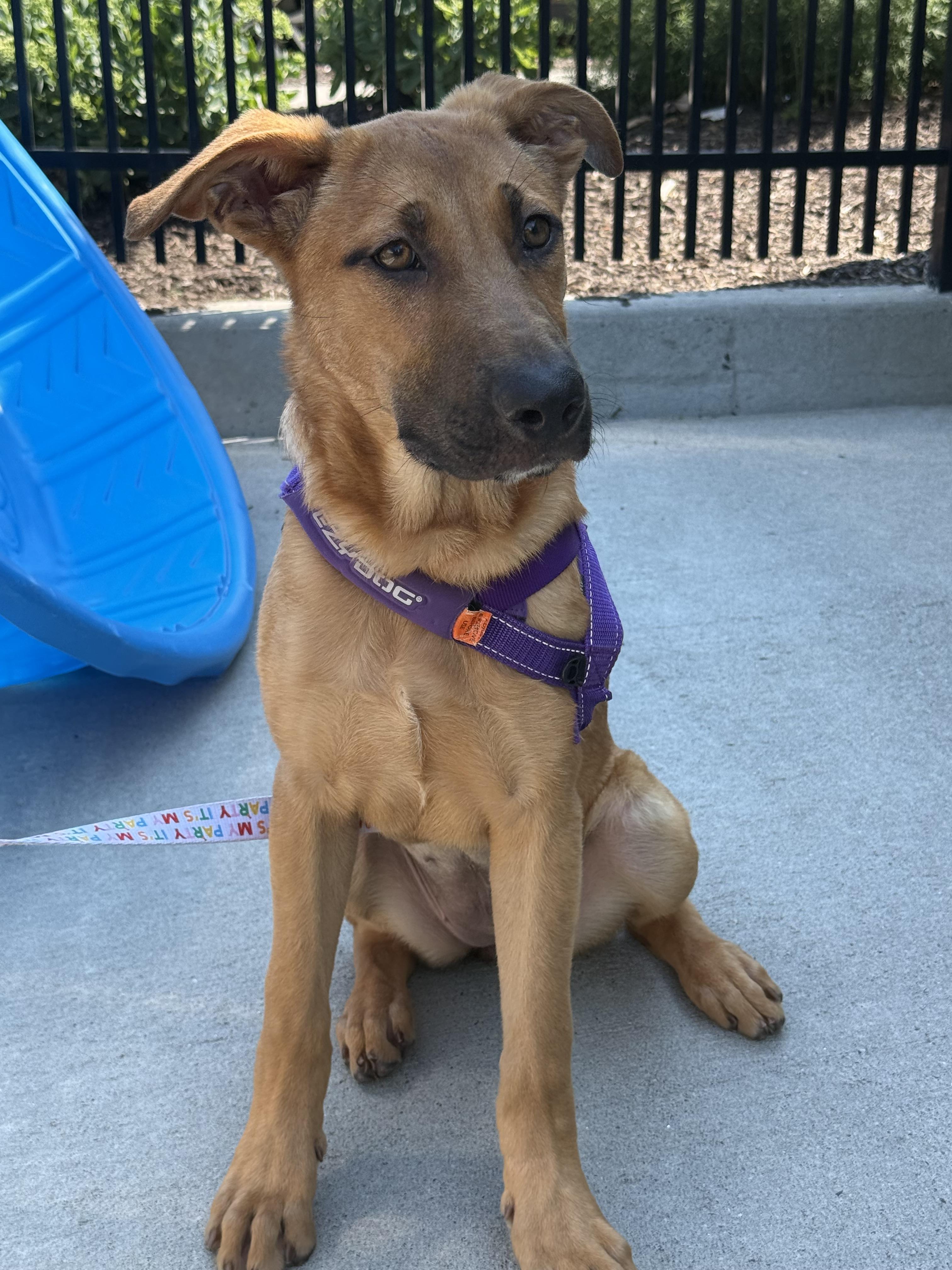 Bailey, an adopted mixed breed in Milford, CT image 3/3
