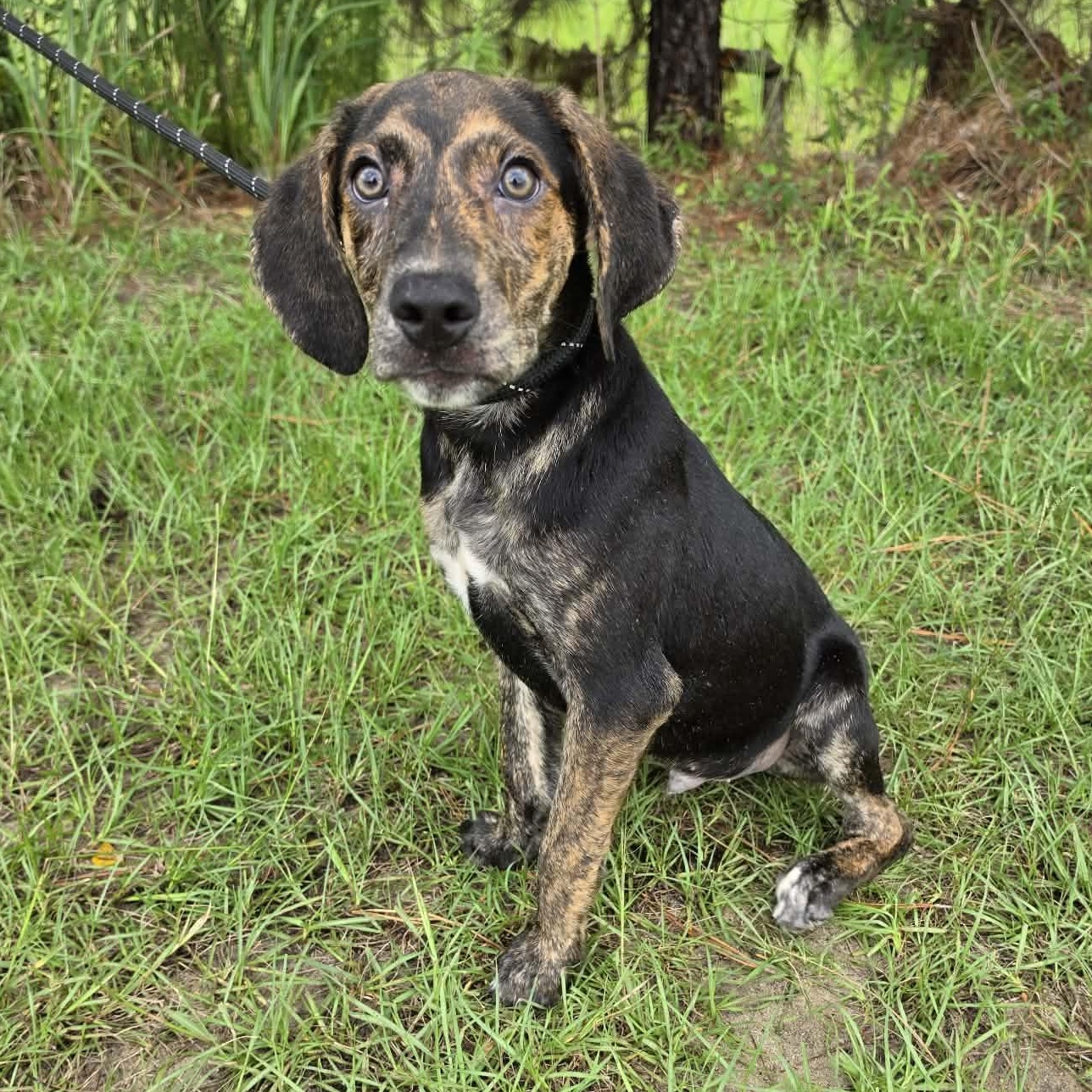 Enlarge Waylon, an adopted mixed breed in Waterford, MI image 4/4