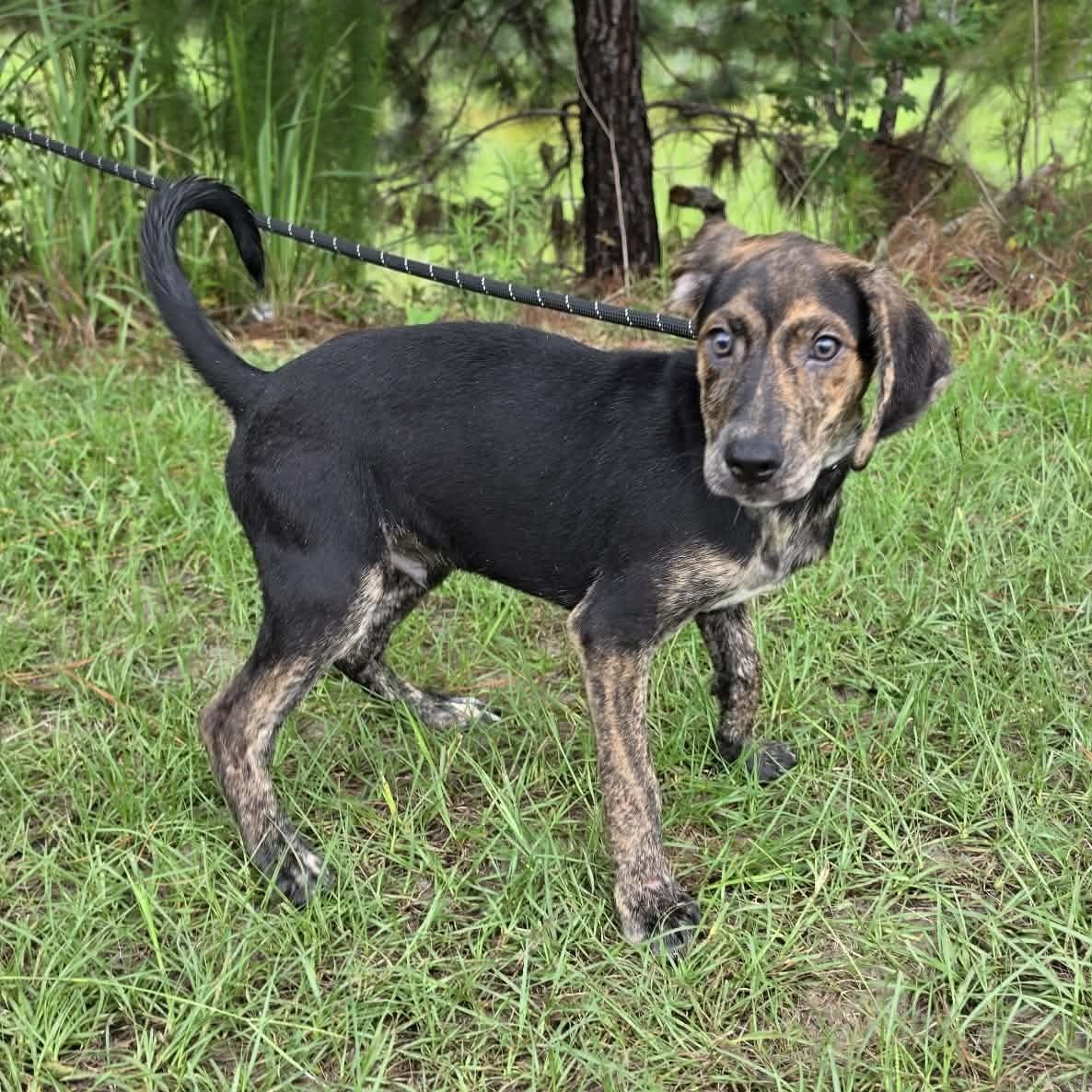 Enlarge Waylon, an adopted mixed breed in Waterford, MI image 3/4