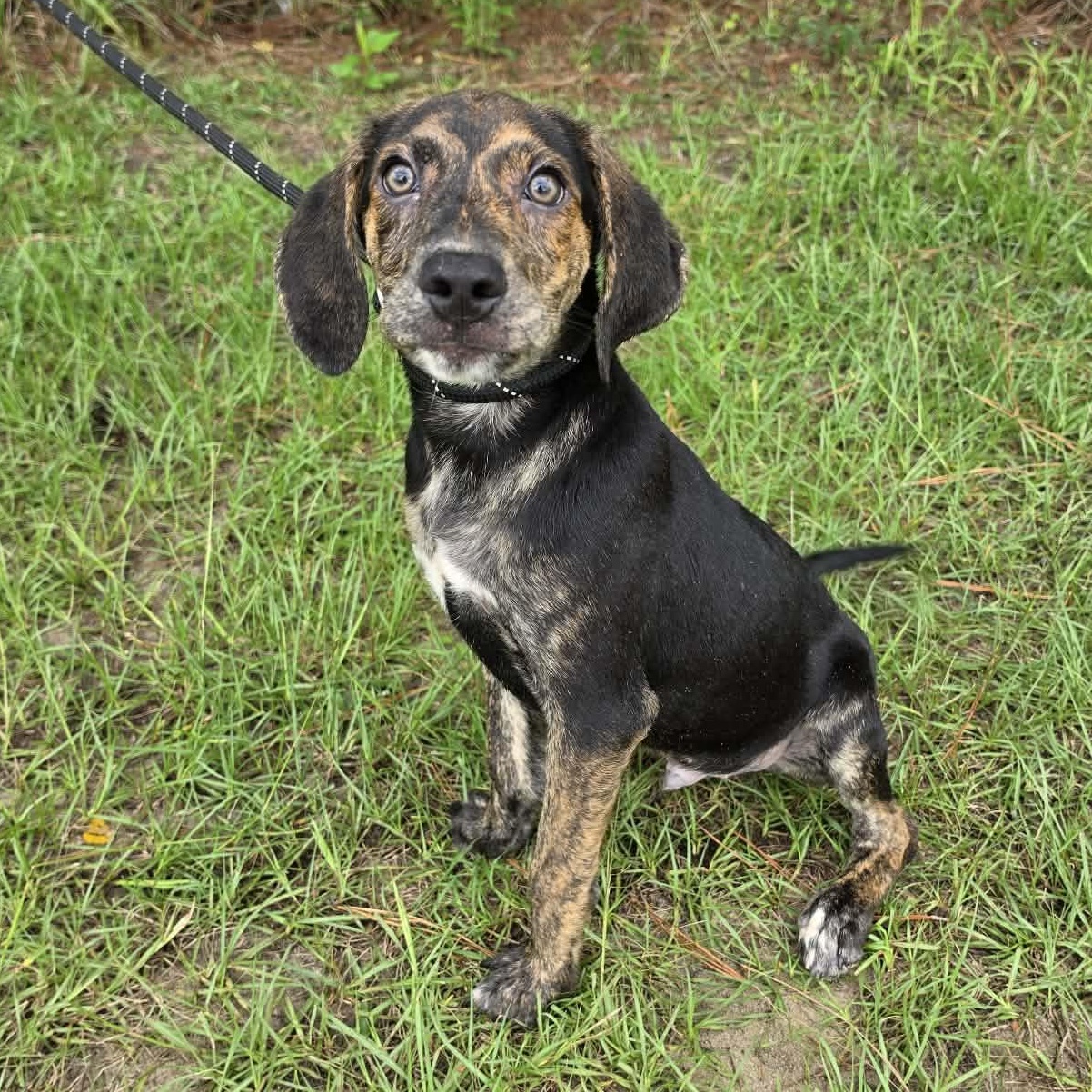 Enlarge Waylon, an adopted mixed breed in Waterford, MI image 1/4