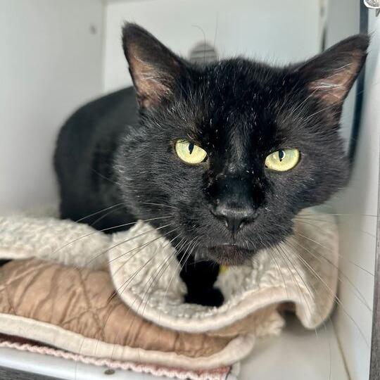 Enlarge Mike, a Adoptable Domestic Short Hair in Matteson, IL image 1/1